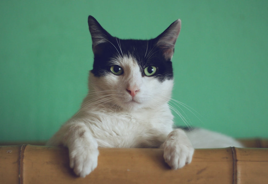 Tendências e Dicas do Mercado Pet: Como Garantir o Bem-Estar do Seu Amigo