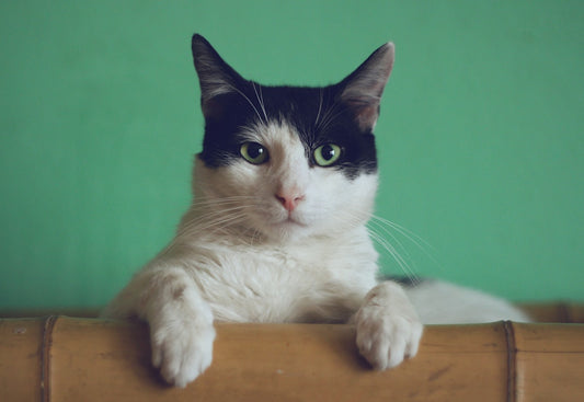 Tendências e Dicas do Mercado Pet: Como Garantir o Bem-Estar do Seu Amigo