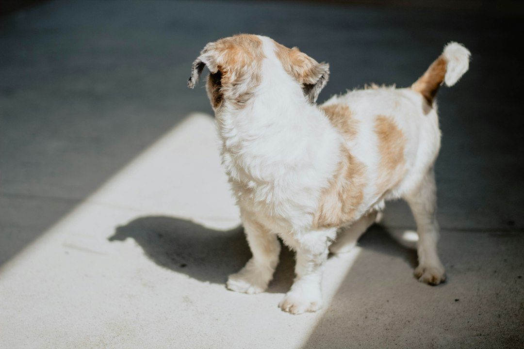 Cheiro de Pet Shop em Casa? Descubra Como Manter Seu Cão ou Gato Cheiroso Entre os Banhos Sem Agredir a Pele