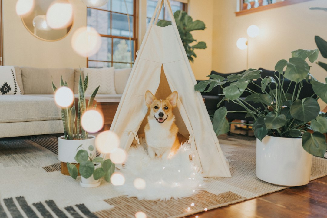 Dificuldade Para Levar o Cantinho do Pet em Viagens e Passeios? Descubra Como a Casinha Dobrável Portátil Unifica Praticidade e Conforto Sem Ocupar Espaço
