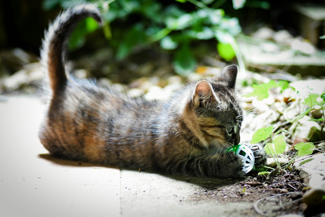 Gato Ansioso, Entediado ou Acordando Você de Madrugada? Como o Brinquedo Interativo com Ventosa e Penas Estimula o Instinto Caçador do Seu Pet