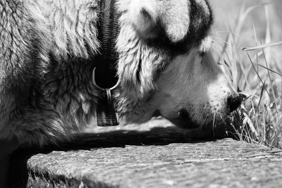Bebedouro Criativo e Conforto Térmico: Como Estimular a Ingestão Hídrica e Proteger a Saúde Intestinal do Pet