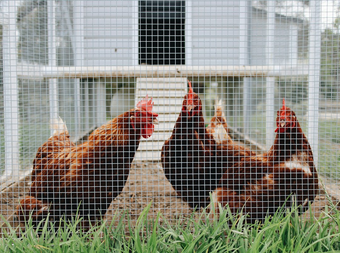 Manejo de Galinheiro Sem Desperdício: Como Automatizar a Alimentação e Hidratação das Suas Aves com Praticidade