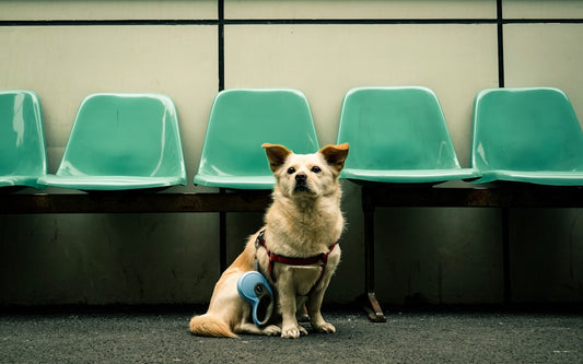 Logística de Segurança no Aeroporto com Pets: Manejo Fora da Caixa IATA e Cuidados Pré-Embarque