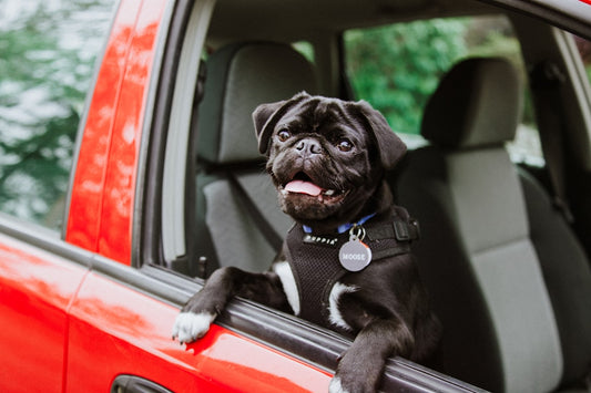 Viagem de Carro e Rodoviária com Pets: Regras Atualizadas, Segurança na Estrada e Dicas de Hospedagem