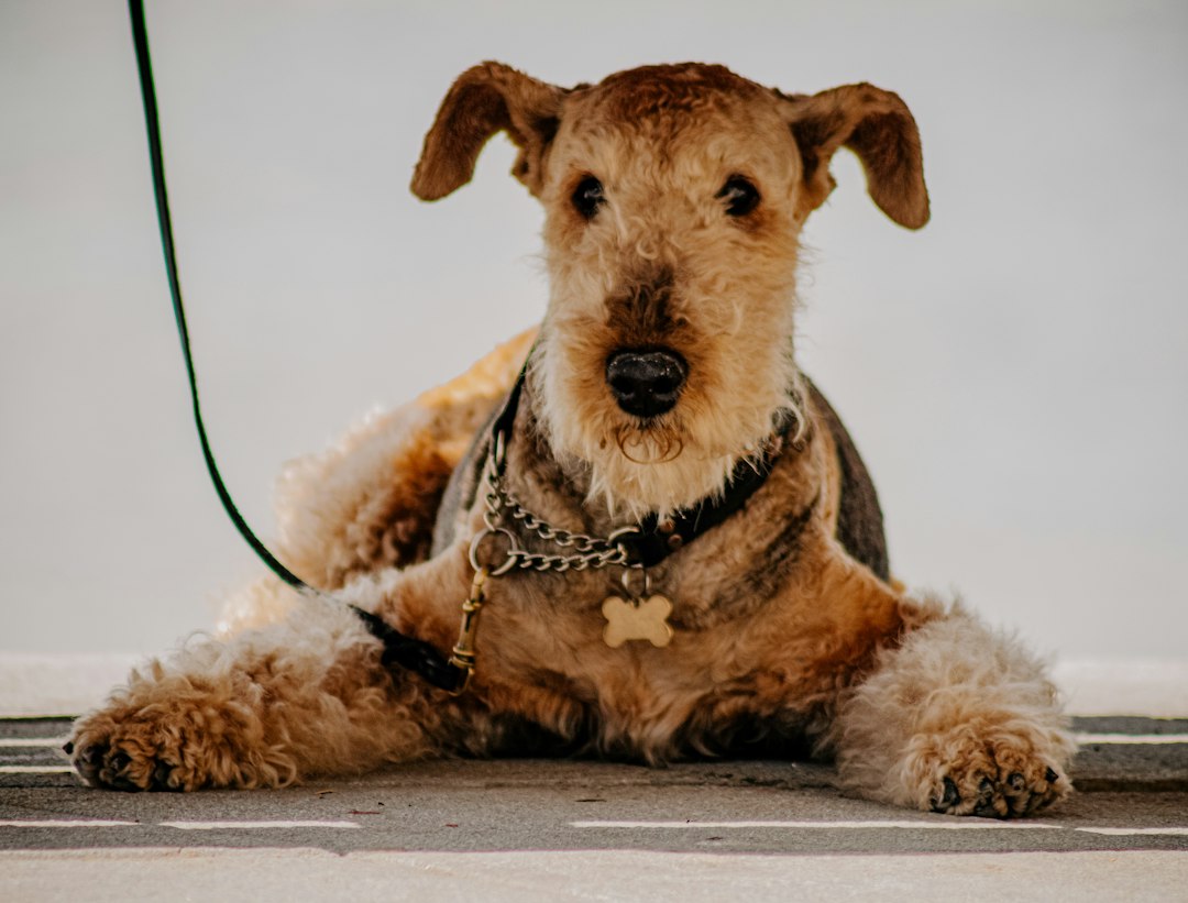 Seu Cão Destrói Coleiras de Tecido ou Escapa Fácil? Descubra a Segurança da Corrente Reforçada em Aço Galvanizado