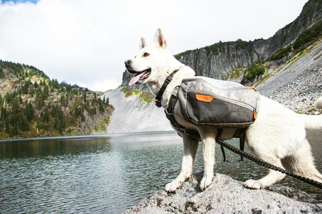 Viagens e Passeios Sem Estresse: Descubra os Benefícios da Casinha de Cachorro Grande Portátil Dobrável