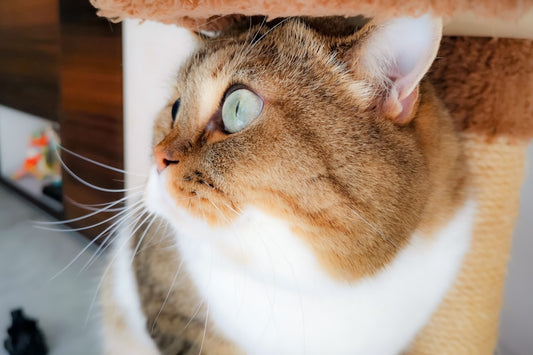 Acessórios Inteligentes para o Conforto Pet: Como Unir Proteção da Casa, Estímulo Sensorial e Saúde Integrada