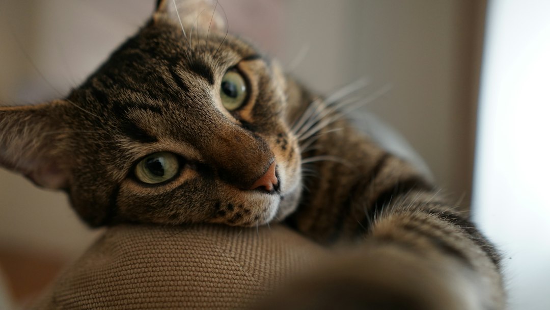 Como Proteger o Sofá dos Arranhões do Gato Sem Estressar o Pet: O Guia Definitivo