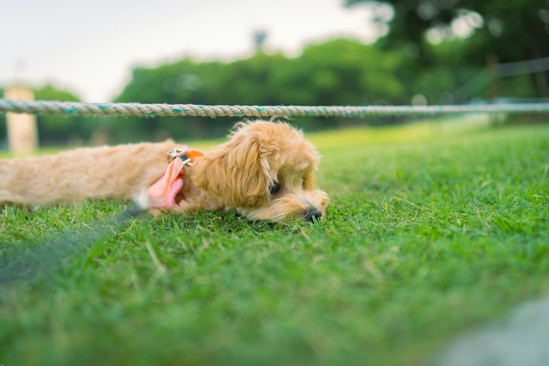 Manejo Seguro de Cães Grandes e Reativos: Como o Cambão Retrátil Veterinário Garante Proteção Total em Procedimentos e Resgates