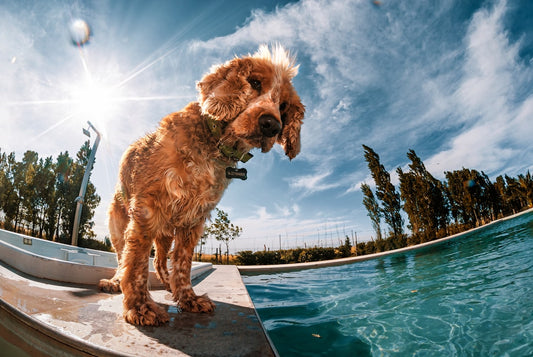 Estresse Térmico e Desidratação Silenciosa em Pets: Estratégias de Manejo, Nutrição e Ambiência no Verão