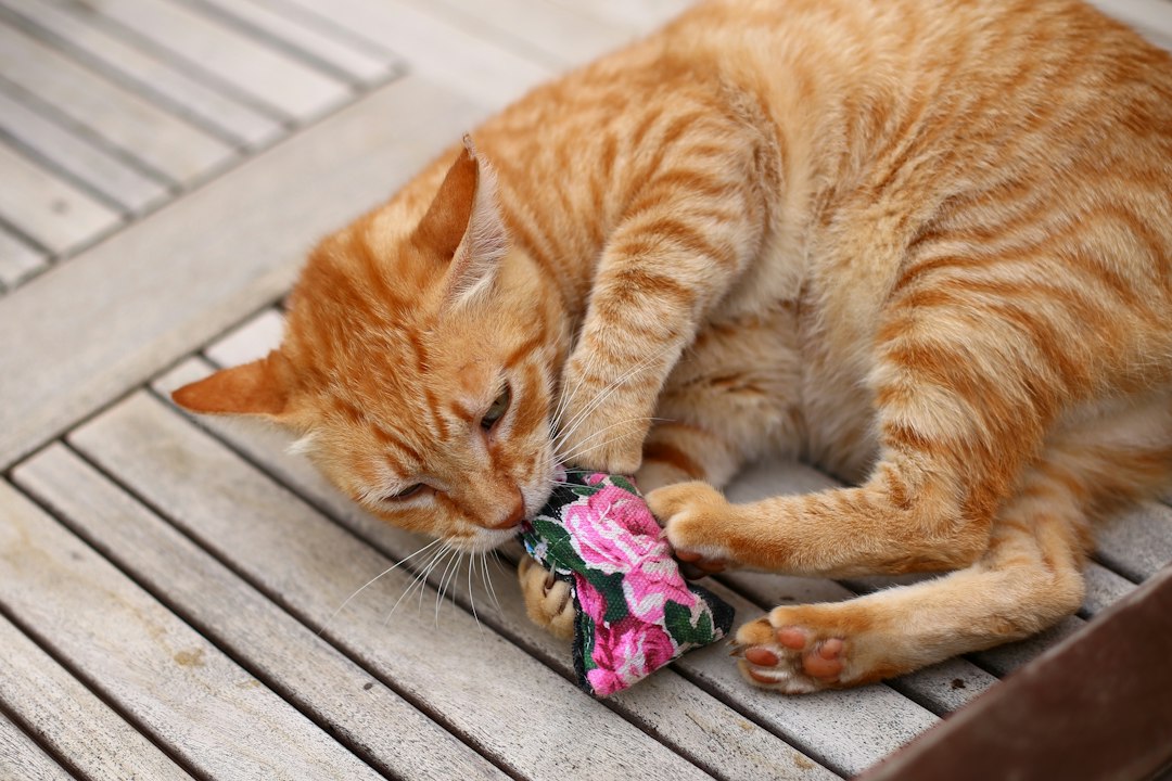 Como Acabar com o Tédio Felino: O Segredo para Manter Seu Gato Ativo Sozinho em Casa