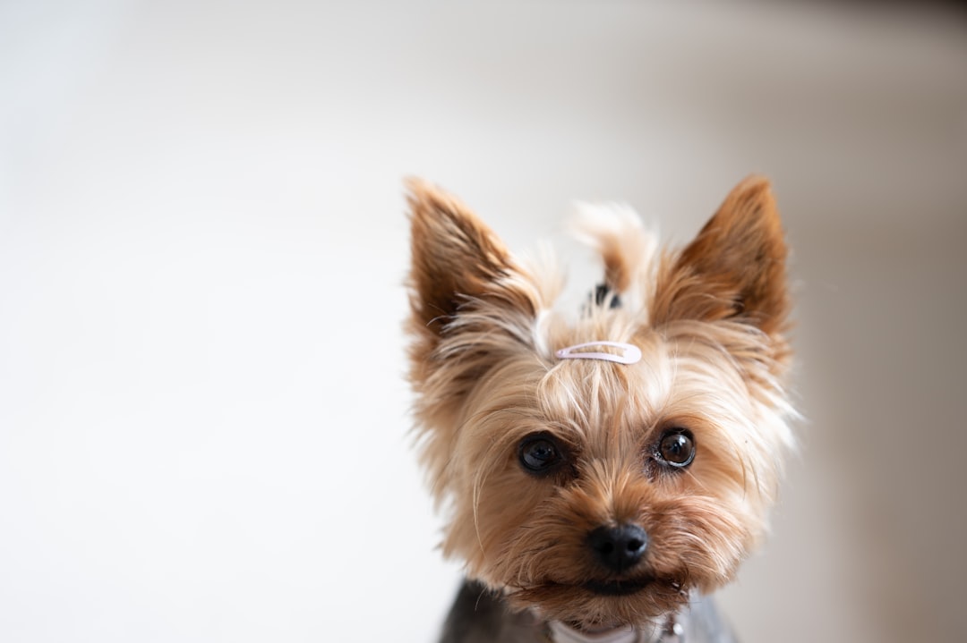Acessórios Inteligentes na Rotina Pet: Como Facilitar a Higiene, Hidratação e Cuidados Diários em Casa