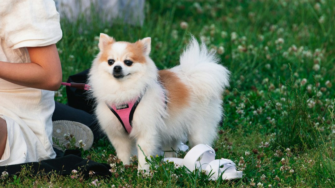 Passou Vergonha Sem Sacolinha no Passeio com o Pet? Saiba Como o Dispenser Cata-Caca com Refil de 80 Unidades Garante Praticidade e Higiene sem Estresse