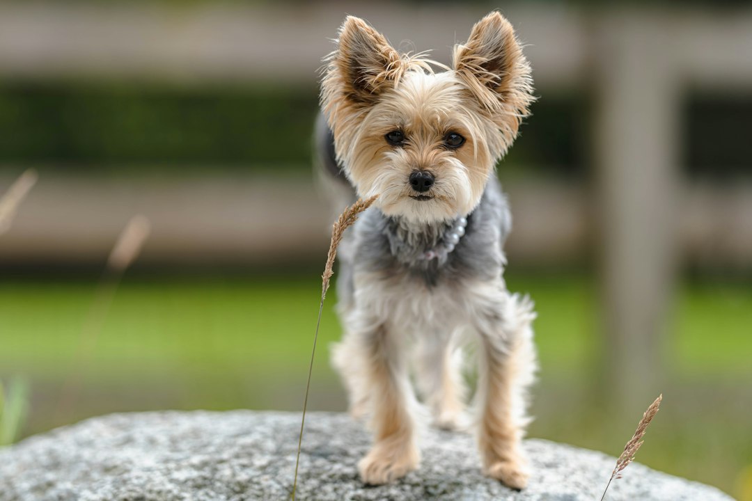 Seu Cãozinho Arrastando o Bumbum ou Sem Energia? Descubra Como o Vermífugo Vermicanis World 5kg Elimina Vermes e Protege Sua Família