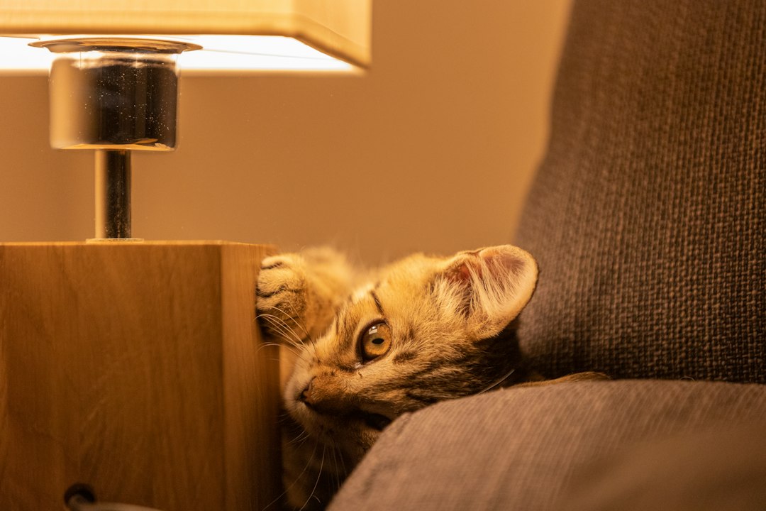 Sofá Desfiado e Cama Box Rasgada Pelo Gato? Descubra Como o Arranhador Adesivo Carpete Premium Salva Seus Móveis