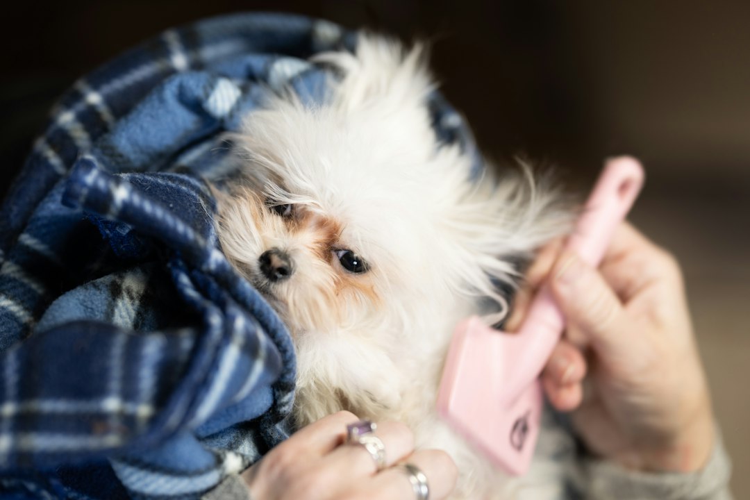 Escova a Vapor Para Pets: A Revolução 3 em 1 que Elimina Pelos Soltos e Estresse no Banho
