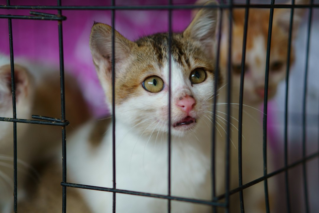 Pós-Operatório Complicado ou Falta de Espaço Seguro? Descubra Como a Gaiola de Tratamento e Cercado 60x120 Garante Proteção e Conforto para Gatos e Coelhos