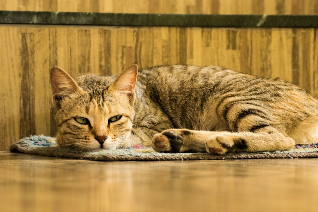 Gato Quieto e Pêlo Opaco? Como o Vermífugo Duprantel Protege a Saúde do Seu Felino