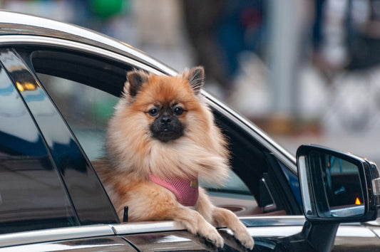 Viagens Longas com Cães e Gatos: Como Garantir Conforto, Hidratação e Acessibilidade em Todo o Trajeto