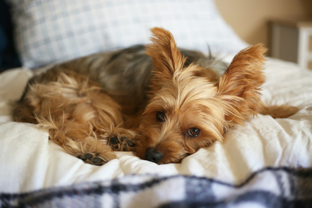 Seu Pet Dorme no Chão Frio ou Em Cama Deformada? Descubra Como a Caminha Pet Premium Transforma o Sono e a Saúde do Seu Cão ou Gato