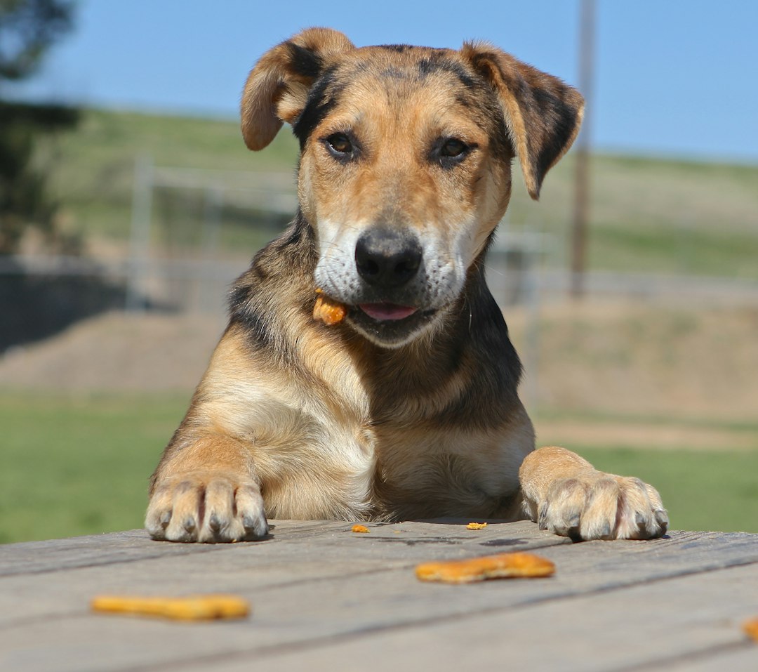 Proteção Definitiva para Cães Pequenos: Como Eliminar Pulgas e Carrapatos Sem Estresse no Porte 2 a 4kg
