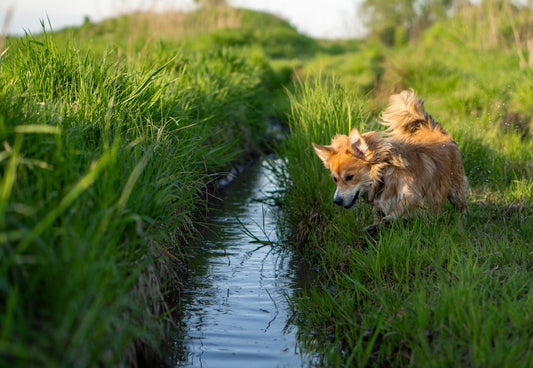 Rotina Preventiva Pet: Como Combinar Hidratação, Proteção Parasitária e Enriquecimento Ambiental para Cães e Gatos