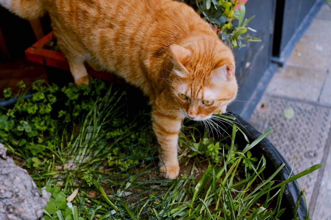 Ingestão Hídrica e Saúde Renal: Como Estimular a Hidratação Diária em Cães e Gatos