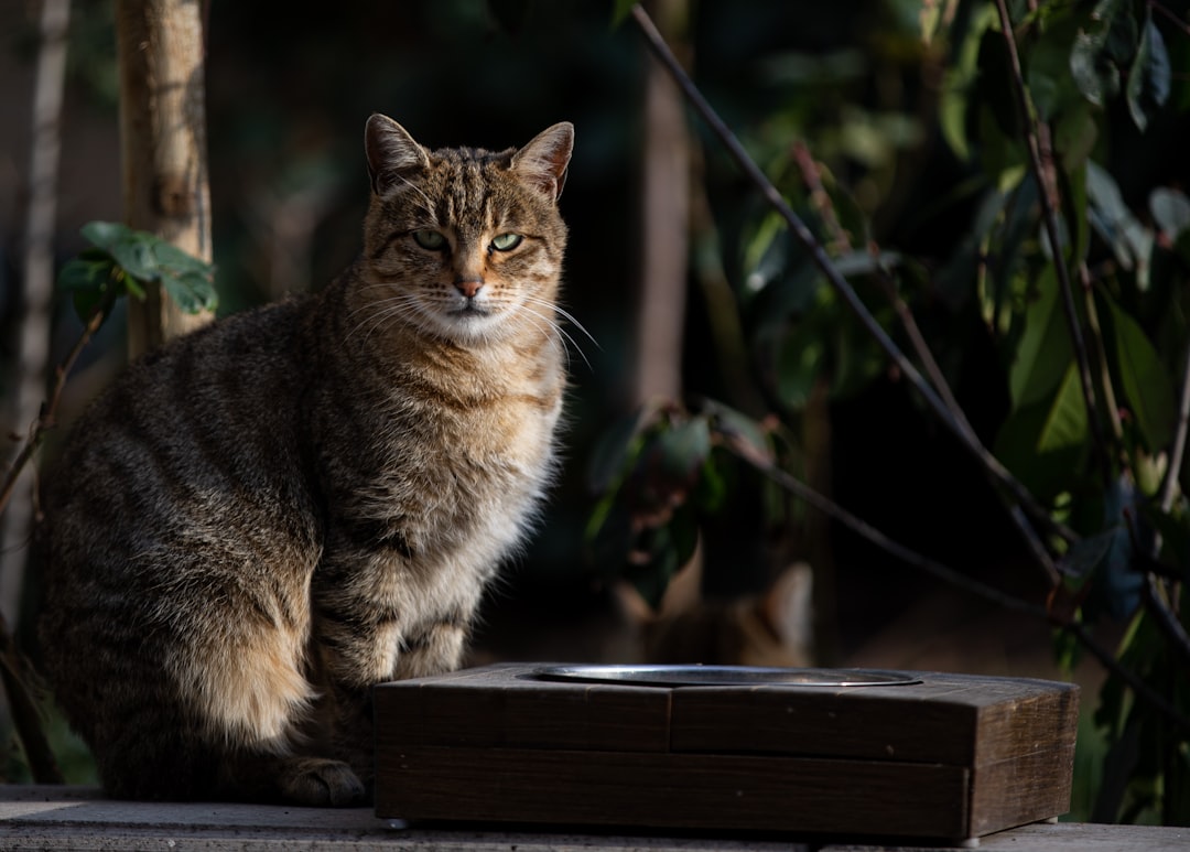 Hidratação Pet no Verão: Como Proteger Rins, Ouvidos e Imunidade de Cães e Gatos