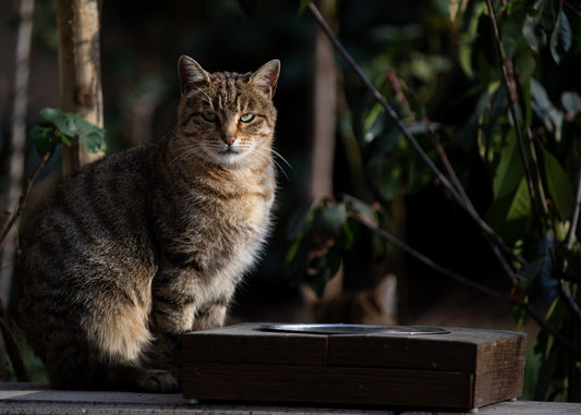 Hidratação Pet no Verão: Como Proteger Rins, Ouvidos e Imunidade de Cães e Gatos
