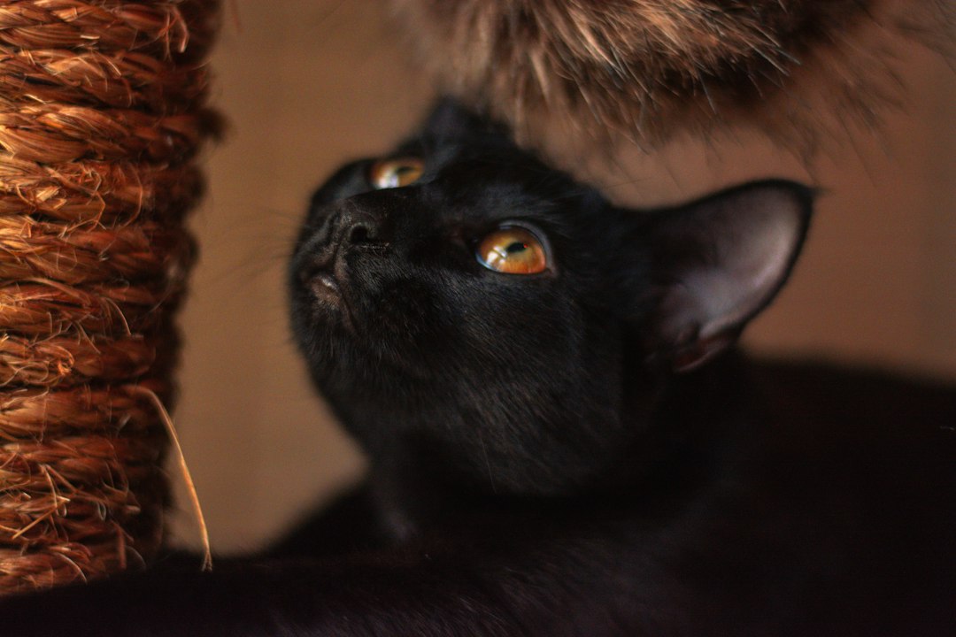 Seu Gato Vive Aborrecido, Sem Espaço para Escalar e Gastar Energia? Descubra Como o Kit Arranhador 3 Bases e Mola Maluca Transforma a Rotina do Seu Felino