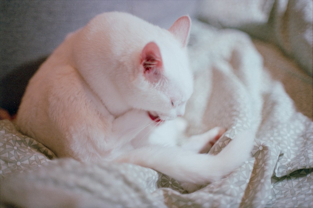 Gato Se Esfregando Demais nos Móveis? Conheça o Alívio Perfeito com o Arranhador de Silicone para Perna de Mesa