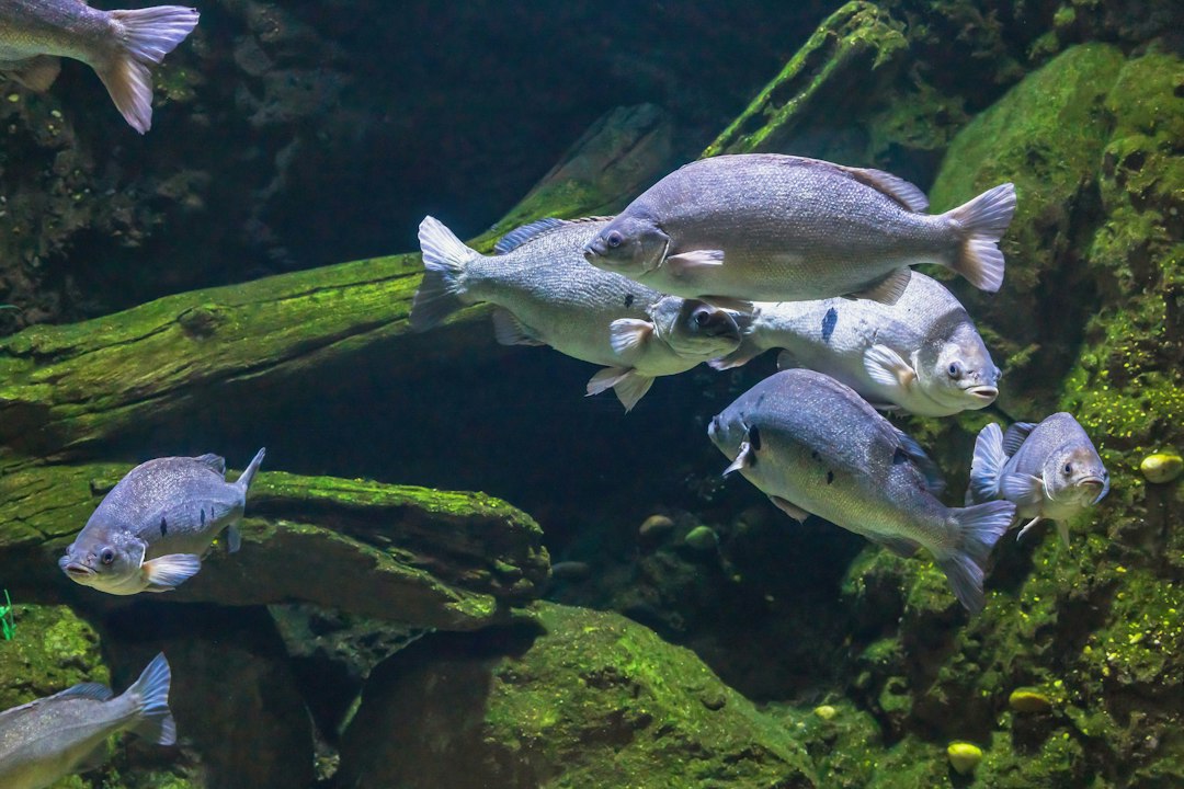 Água Verde, Turva ou Peixes Doentes? Como Tratar o Aquário e Manter a Água Cristalina e Segura