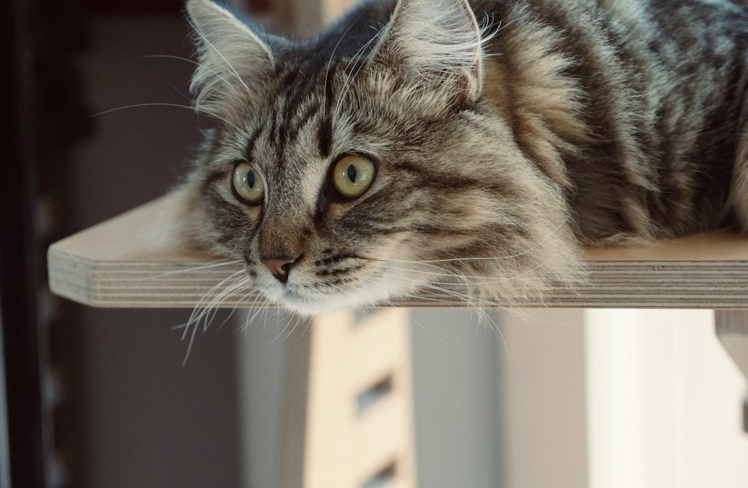 Arquitetura Felina em Casa: Como o Arranhador de 3 Bases Salva Seus Móveis e Acaba com o Tédio do Gato
