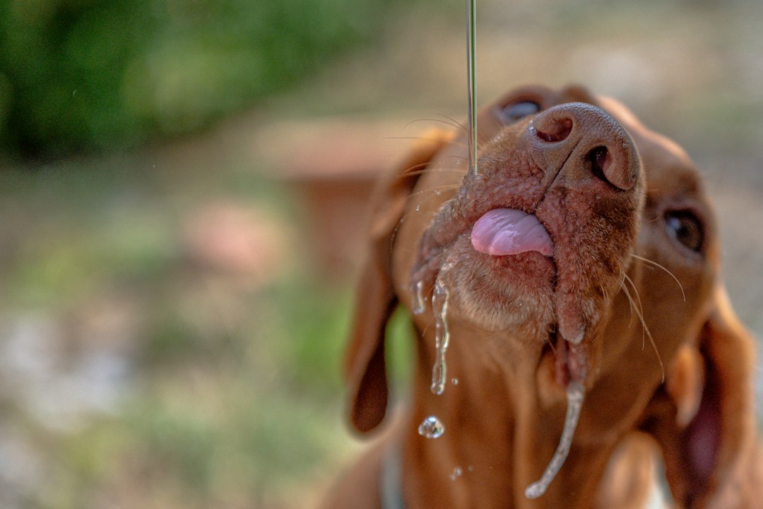 Rotina de Saúde em Dias Quentes: Como Proteger Pets Idosos, Garantir Hidratação e Manter o Ambiente Livre de Parasitas