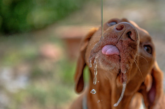 Rotina de Saúde em Dias Quentes: Como Proteger Pets Idosos, Garantir Hidratação e Manter o Ambiente Livre de Parasitas
