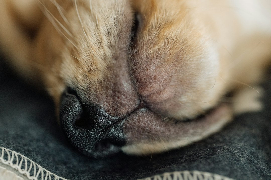 Infecções de Pele e Feridas Abertas? Veja Como o Furanil Pomada Acelera a Cicatrização em Cães, Gatos e Cavalos