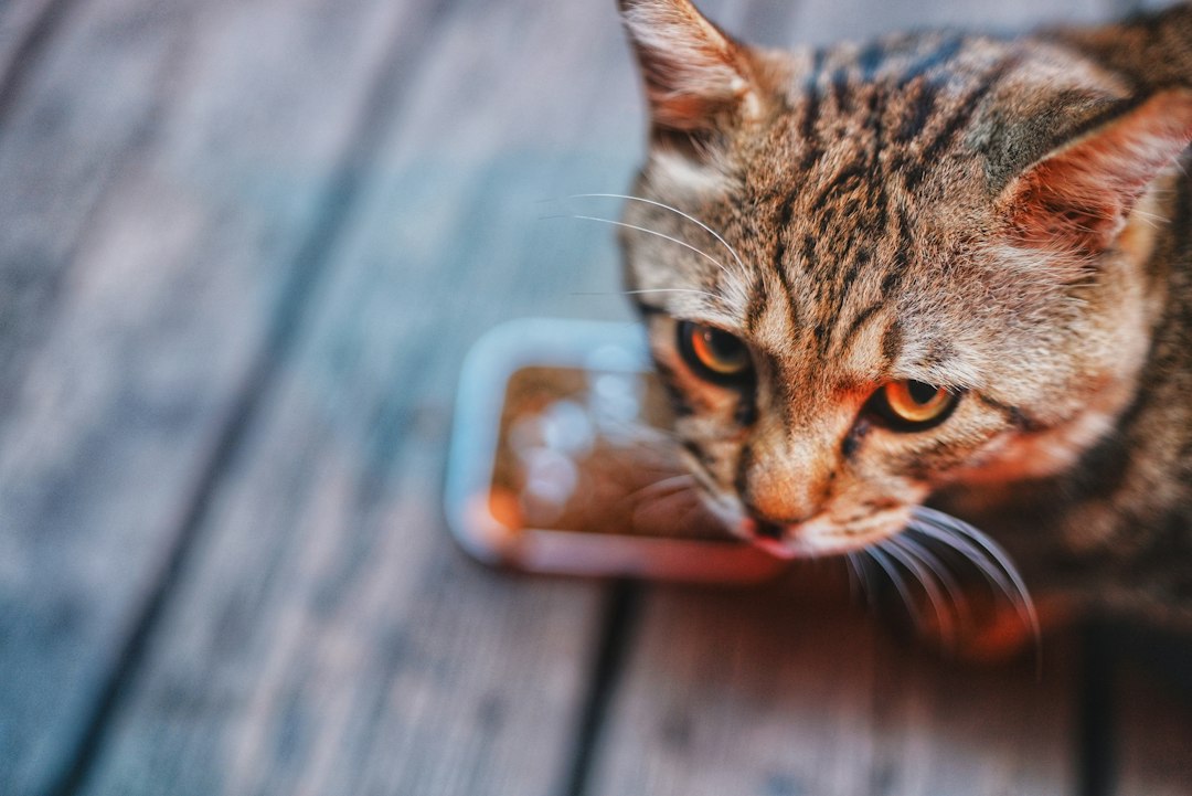 Vômitos Frequentes, Refluxo e Queixo Ferido no Seu Felino? Descubra Como o Comedouro Elevado em Madeira e Alumínio Transforma a Saúde do Seu Gato