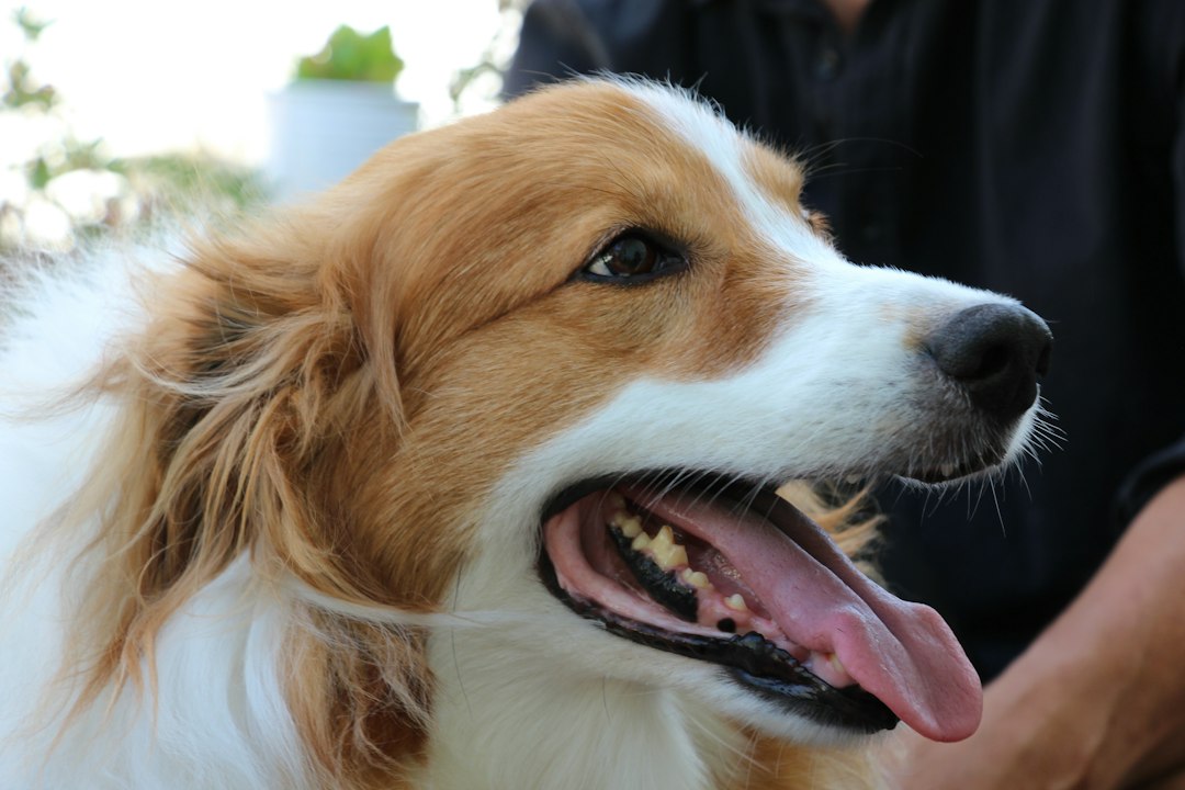 Tártaro e Mau Hálito no Pet? Descubra Como Cuidar da Saúde Bucal do Seu Cão ou Gato em Casa