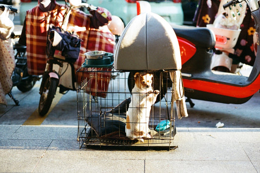 Aclimatação e Treino Prévio: Como Preparar Pets para Férias e Deslocamentos Sem Estresse