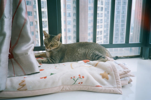 Cantinho Perfeito no Frio: Como Criar um Refúgio Confortável, Divertido e Seguro para Cães e Gatos