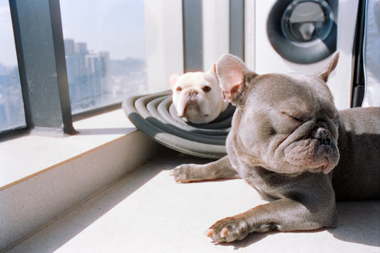 Checklist de Cuidados Essenciais com Pets em 2026: Enriquecimento Ambiental, Saúde Dermatológica e Acessórios Indispensáveis