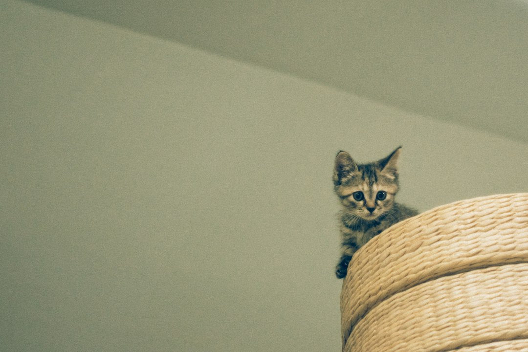 Gato Arranhando o Sofá e Sem Energia? Descubra Como o Kit Dois Arranhadores de Sisal e Mola Maluca Salva Seus Móveis e Diverte Seu Felino