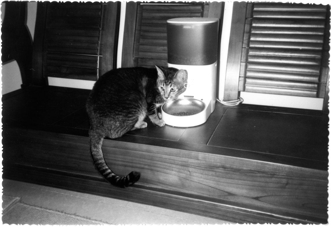Gato Castrado Engordando e Risco Urinário? Como Proteger a Saúde do Seu Pet e Economizar com a Ração Bionatural Super Premium 20kg