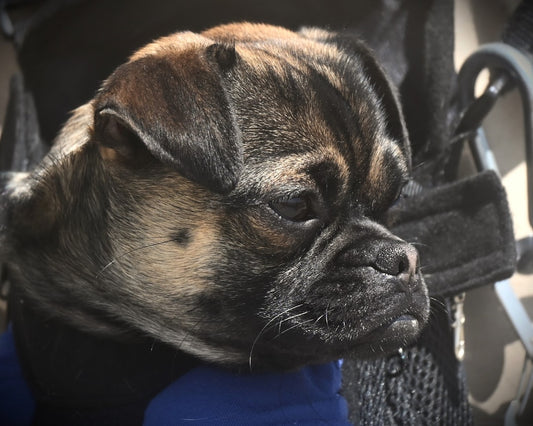 Acessórios e Cuidados Especiais: Como Melhorar a Qualidade de Vida de Cães Idosos, Aves e Peixes