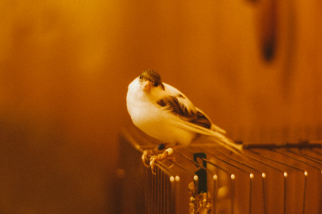 Plumas Brilhantes e Canto Forte: Como o Vitagold Potencializado Revitaliza a Saúde das Suas Aves