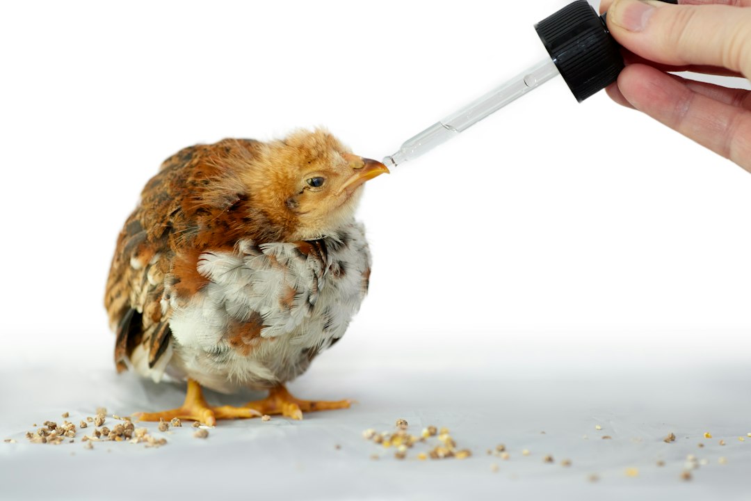Como Dar Remédio Líquido e Vitaminas para Cães e Gatos Sem Estresse: O Guia Definitivo da Precisão