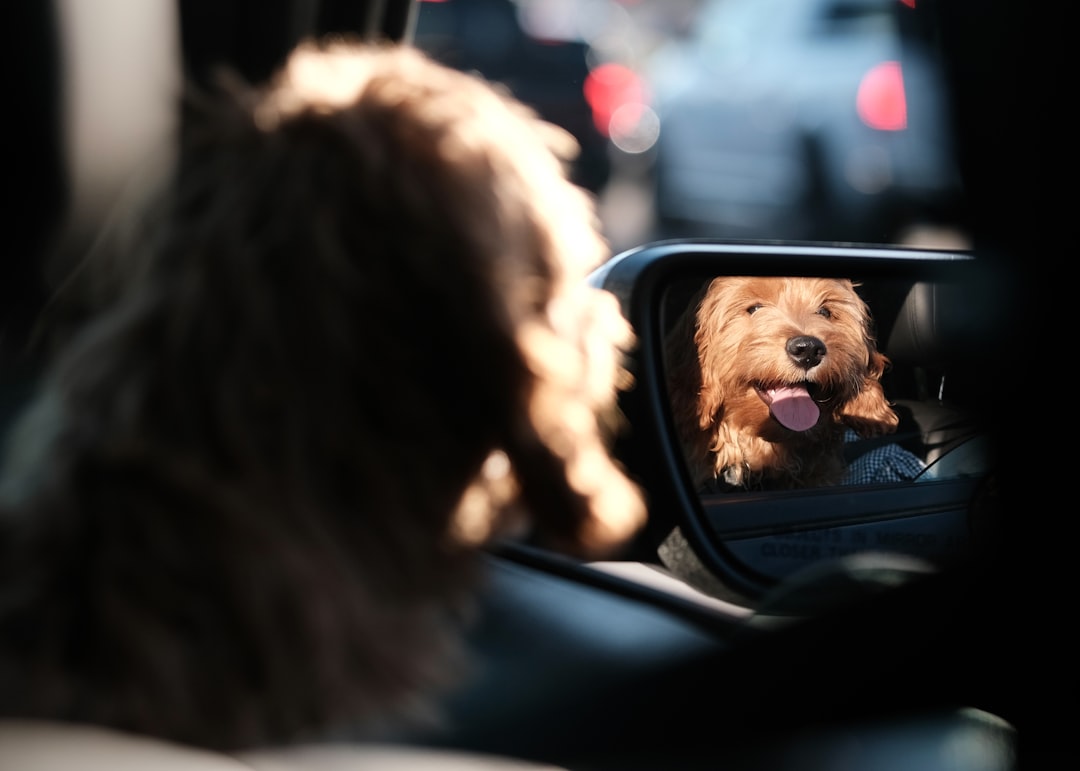 Transporte Pet Internacional e Rodoviário em 2026: Novas Regras de Segurança e Cuidados Essenciais Antes de Partir