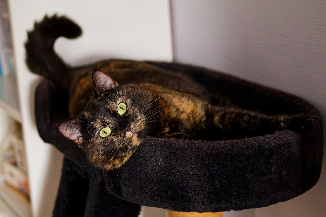 Sofá Destruído e Gato Entediado? Descubra Como a Casa para Gatos com Rede Grande e Brinquedos Miupet Salva Seus Móveis e Diverte Seu Pet
