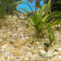 Substrato Natural Cascalho Rio Nº 01 3 À 5mm - 1 Kg
